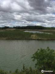 Reserva Natural de los Sotos del Ebro en Alfaro