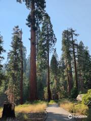 Giant Sequoia National Monument