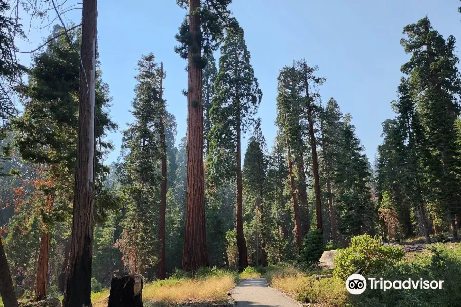Giant Sequoia National Monument