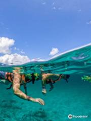 Paseo del tiburon ballena en cancun