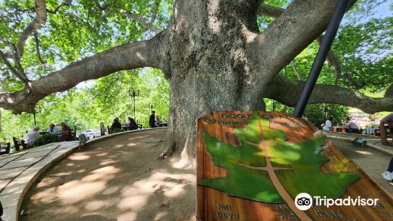 Inkaya Historical Plane Tree