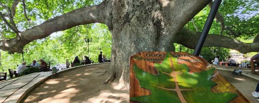 布爾薩英卡亞古樹