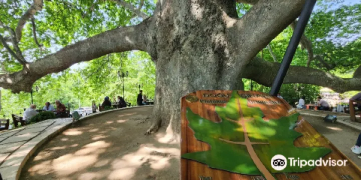 布爾薩英卡亞古樹