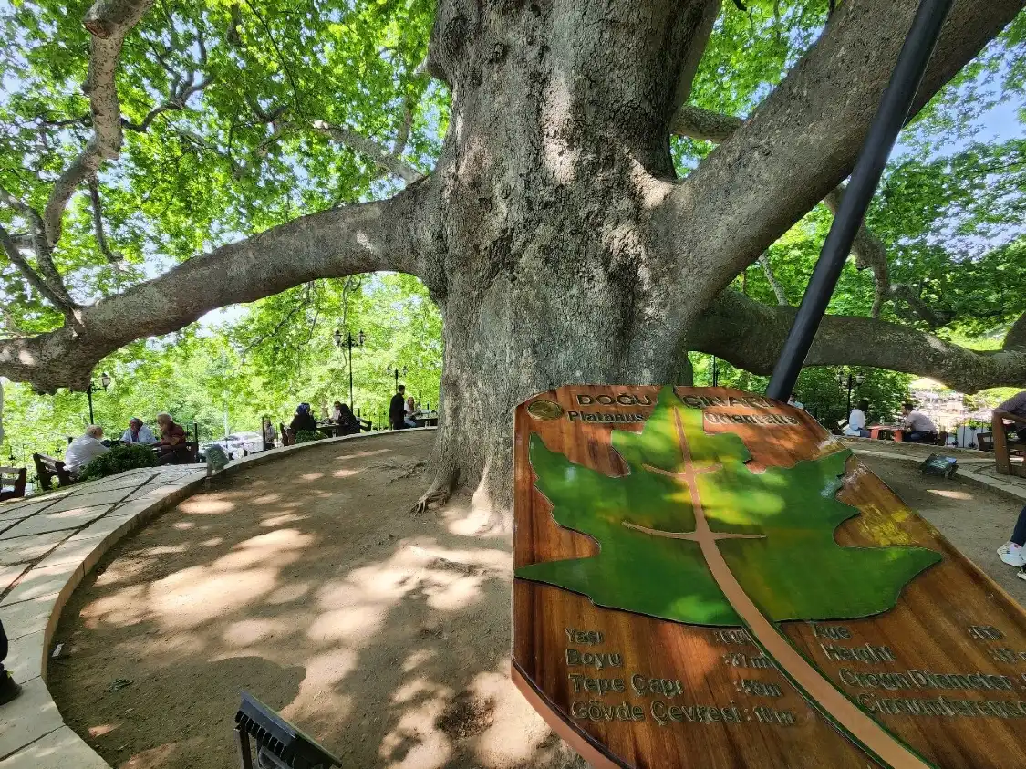 Hotels near İnkaya Historical Plane Tree