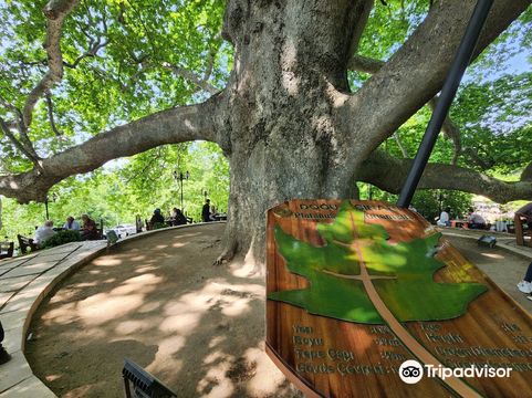 Inkaya Historical Plane Tree