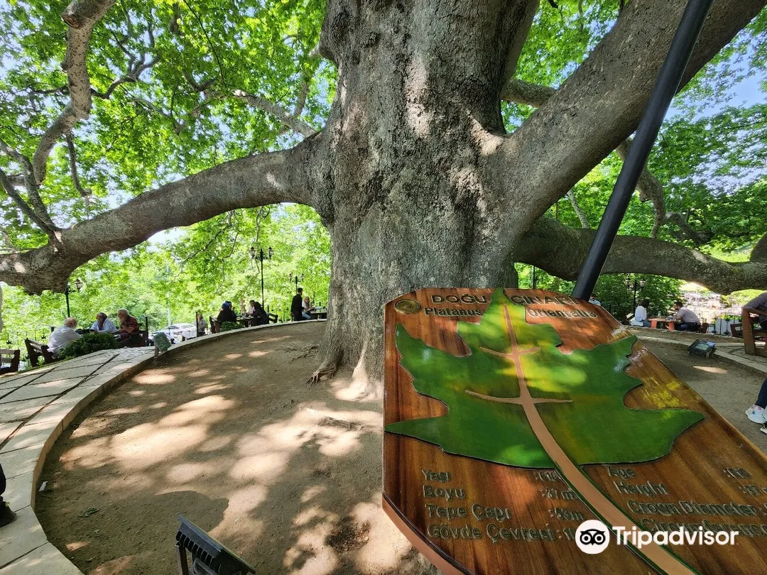 1_布爾薩英卡亞古樹