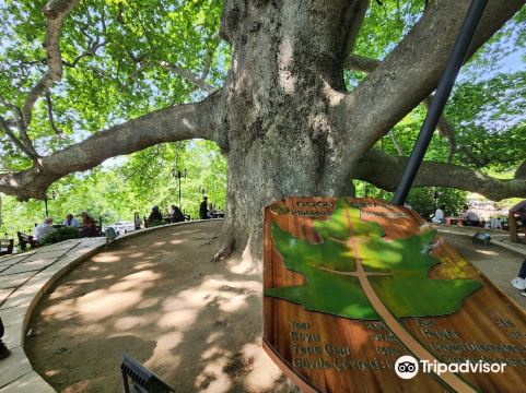 Inkaya Historical Plane Tree