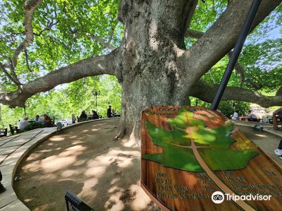 Inkaya Historical Plane Tree