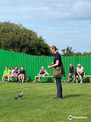 Burren Birds of Prey Centre