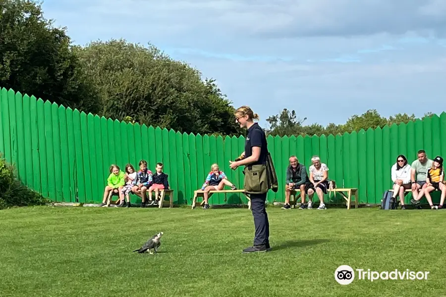 Burren Birds of Prey Centre