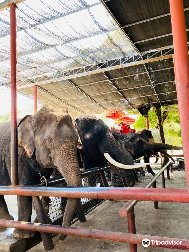 Elephant Interactions in Dacheng