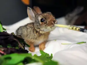 Best Friends Animal Sanctuary