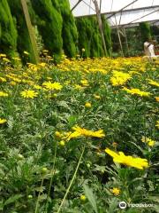 雲頂草莓休閑農場