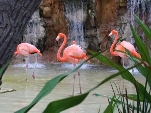 Acuario Mazatlan