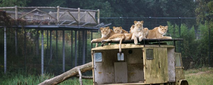 Beekse Bergen Safari Park