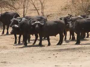 Lower Zambezi National Park