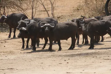 Chongwe