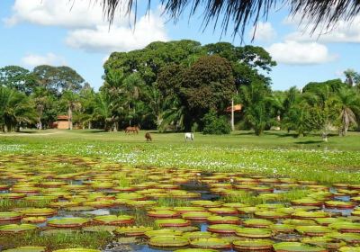 Matogrossense Wetlands National Park