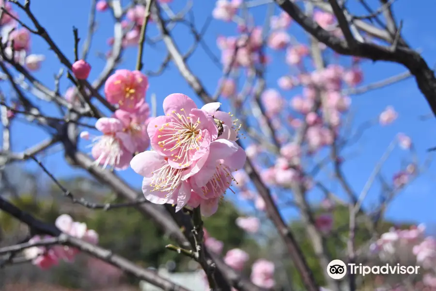 Okamoto Bairin Park