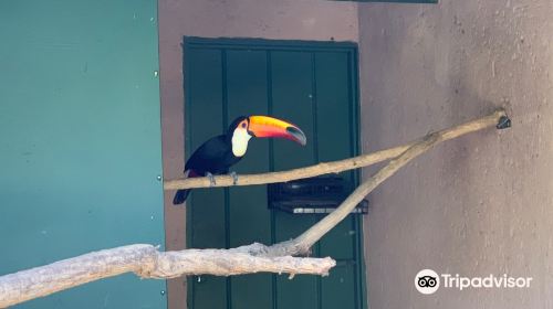 Mystic Monkeys and Feathers ZOO