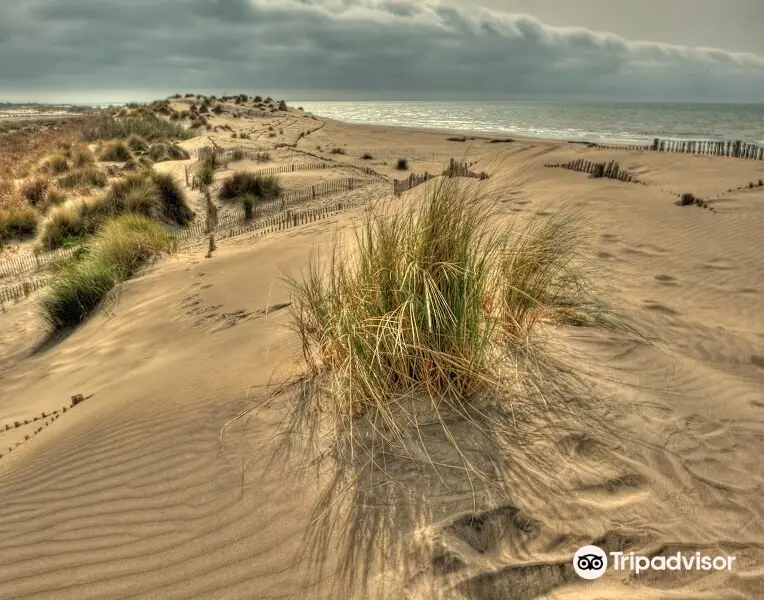 Espiguette Beach