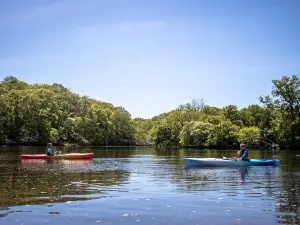 New Forest Activities