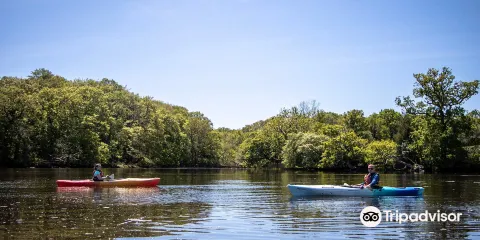 New Forest Activities