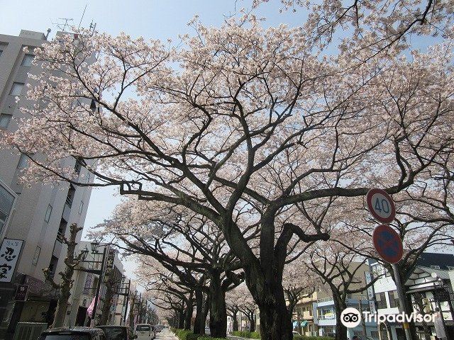 日立櫻花祭 | 日立市