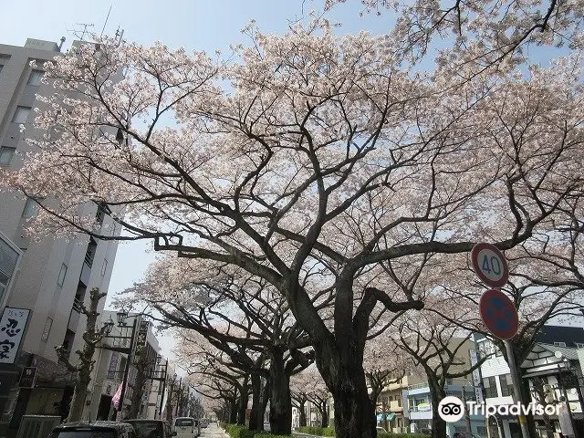 Hitachi Cherry Blossom Matsuri