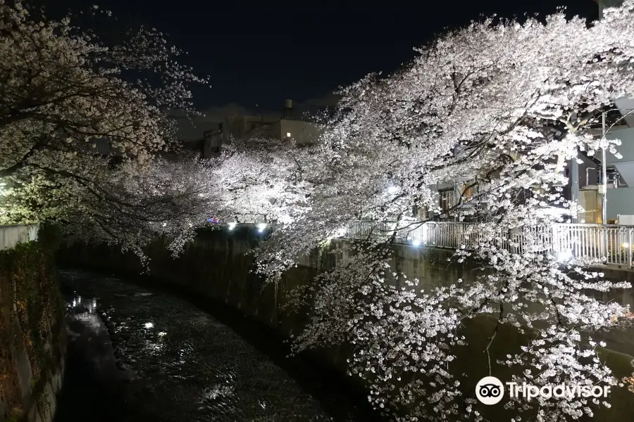Lined Sakura Trees Along Kanda River