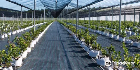 Berry Farm - Cucoriedkova farma