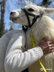 La Ferme aux Lamas