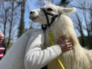 La Ferme aux Lamas