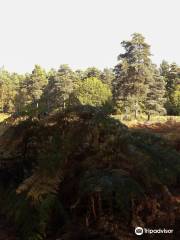 Finchampstead Ridges