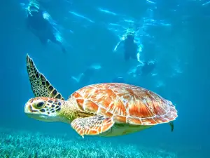 Kayaking Puerto Rico