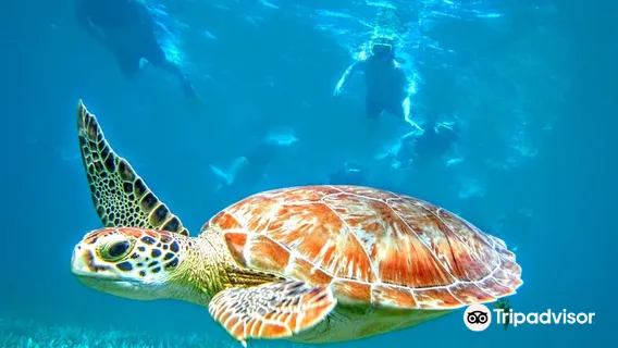 Kayaking Puerto Rico | Snorkeling & Bio Bay Tours