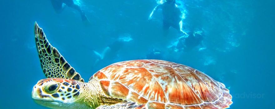 Kayaking Puerto Rico | Snorkeling & Bio Bay Tours