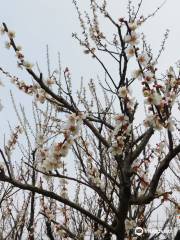 Aodani Bairin (Plum Forest)