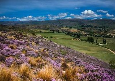 Akarua Winery & Cellar Door