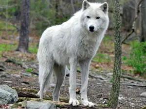 Lakota Wolf Preserve