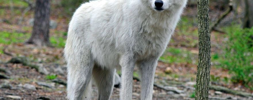 Lakota Wolf Preserve