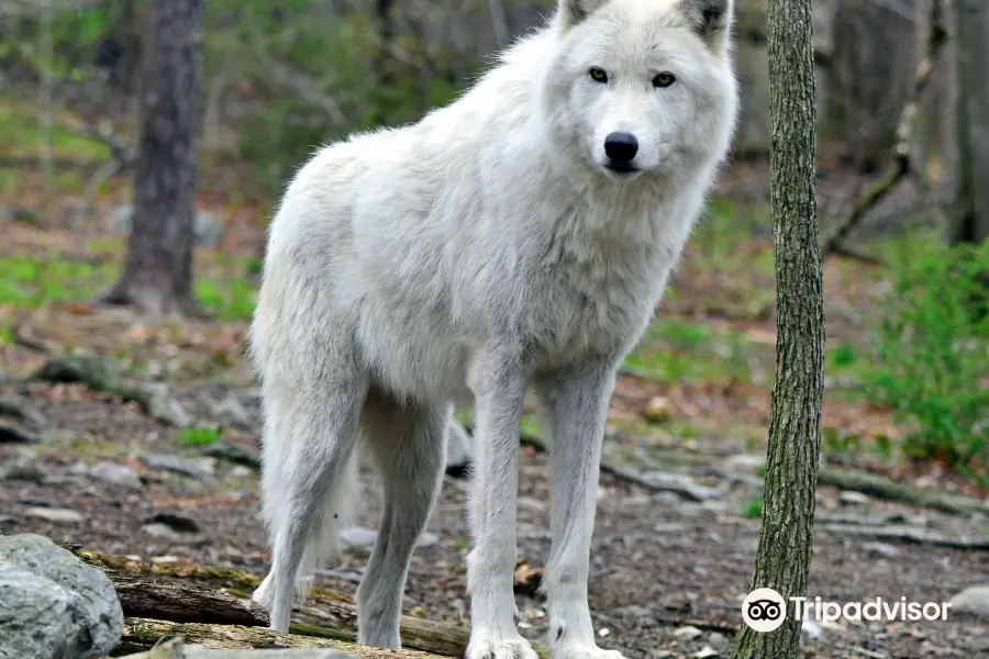 Lakota Wolf Preserve