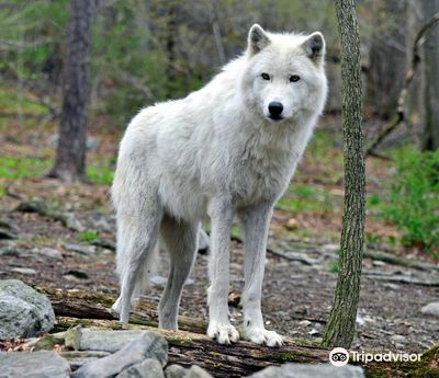 Lakota Wolf Preserve