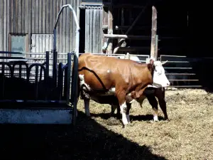 Tierpark Sommerhausen