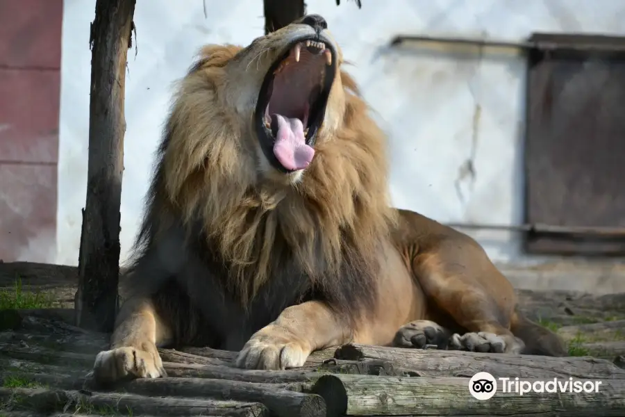 zoo di Palić