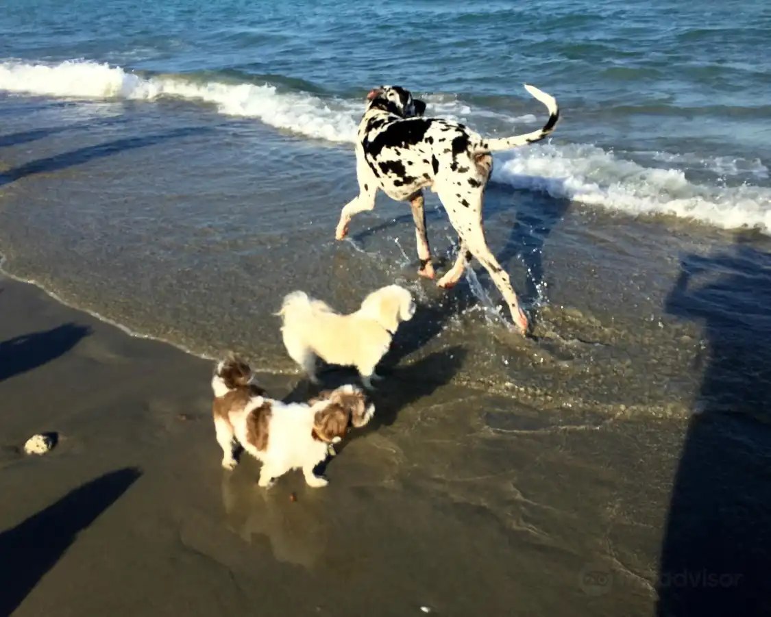 Hotels near Dog Park