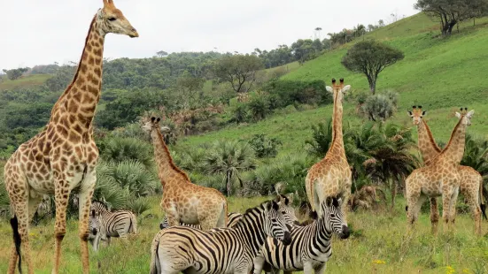 Amatikulu Nature Reserve