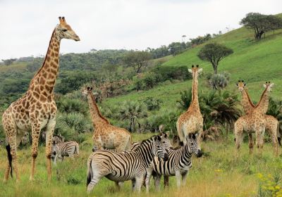 Amatikulu Nature Reserve