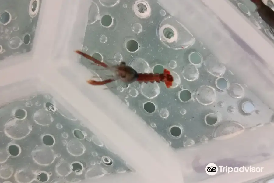 Firth Of Forth Lobster Hatchery