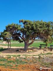 Juniper Tree